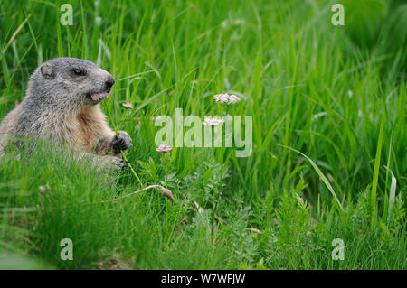 Marmotte des Alpes (Marmota marmota) sur l'alimentation (le Ligusticum mutellina) dans la zone alpine du Retezat, Roumanie. Juin Banque D'Images