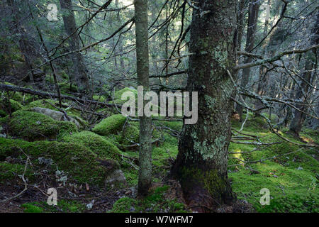 L'épinette de Norvège (Picea abies) forêt dans le Parc National Retezat. Les montagnes des Carpates, en Roumanie. Septembre Banque D'Images