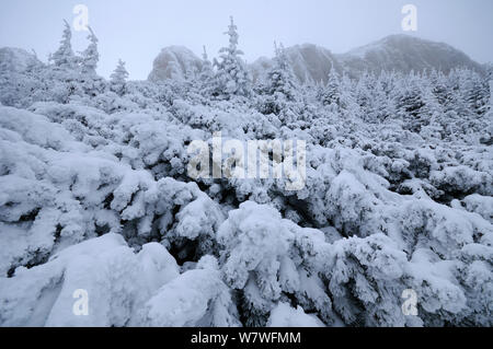 Dwarf pins de montagne (Pinus mugo) recouvert de neige, montagnes Ceahlau, Roumanie, janvier. Banque D'Images