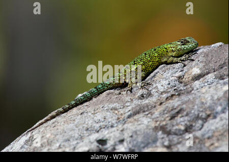 Emerald Swift / vert lézard Sceloporus malachiticus (épineux), au soleil sur un rocher, le Costa Rica. Banque D'Images