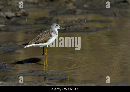 Chevalier aboyeur (Tringa nebularia communes) Comité permanent en eau peu profonde, Kenya, octobre. Banque D'Images