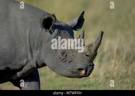 Le rhinocéros noir (Diceros bicornis) avec des cicatrices sur le visage, portrait, Masai Mara, Kenya, octobre, espèces en danger critique d'extinction. Banque D'Images