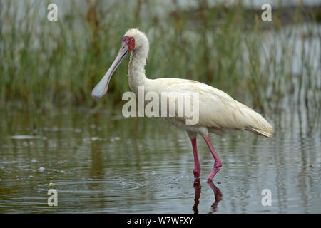 Spatule d'Afrique (Platalea alba) marcher dans l'eau peu profonde, Samburu, Kenya, octobre. Banque D'Images