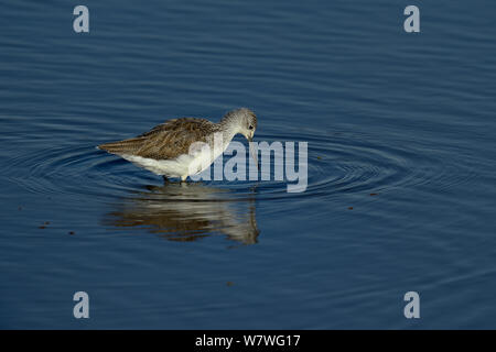 Chevalier aboyeur (Tringa nebularia communes) Comité permanent en eau peu profonde, Kenya, octobre. Banque D'Images