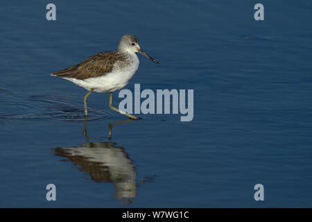 Chevalier aboyeur (Tringa nebularia commune) marcher dans l'eau peu profonde, au Kenya, en octobre. Banque D'Images