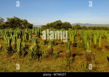 Le sisal (Agave sisalana) culture, Kenya, octobre 2013. Banque D'Images