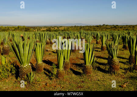 Le sisal (Agave sisalana) culture, Kenya, octobre 2013. Banque D'Images