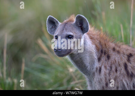 L'Hyène tachetée (Crocuta crocuta), portrait de bush, Masai Mara, Kenya, octobre. Banque D'Images