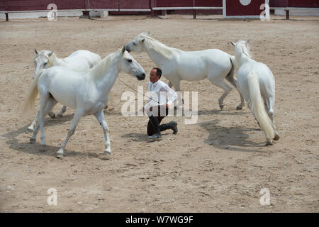 Démonstration avec quatre chevaux camargue à cheval dressage show, Mejanes Fair - Feria Cheval Mejanes, un 1000 ans horse show, Camargue, France, juillet 2013. Banque D'Images