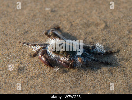 Crabe marbré (Pachygrapsus marmoratus) sur la plage près de Salin de Giraud, Camargue, France, décembre. Banque D'Images