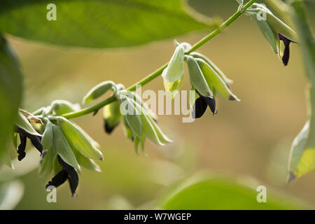 Communauté andine à feuilles d'argent sauge (Salvia discolor) en fleurs, plantes comestibles, Chassagnette Jardin bio, Arles, Camargue, France, octobre. Banque D'Images