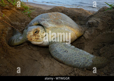 Tortue verte (Chelonia mydas) creuser nid pour pondre sur la plage, en Guyane française. Banque D'Images