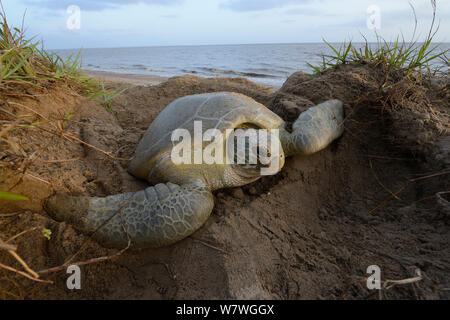 Tortue verte (Chelonia mydas) creuser nid pour pondre sur la plage, en Guyane française. Banque D'Images