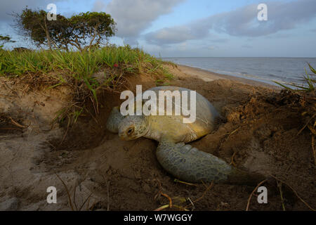 Tortue verte (Chelonia mydas) creuser nid pour pondre sur la plage, en Guyane française. Banque D'Images