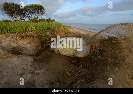 Tortue verte (Chelonia mydas) creuser nid pour pondre sur la plage, en Guyane française. Banque D'Images