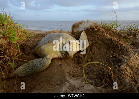 Tortue verte (Chelonia mydas) creuser nid pour pondre sur la plage, en Guyane française. Banque D'Images