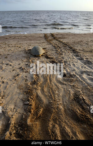 Tortue verte (Chelonia mydas) de retourner à la mer après la ponte des œufs, la Guyane française. Banque D'Images