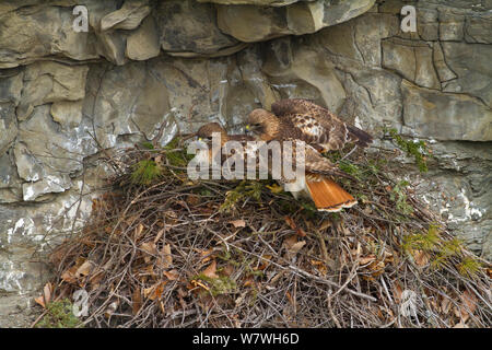 Le rouge queue rousse (Buteo jamaicensis) paire à nicher sur falaise, New York, USA, mars. Banque D'Images