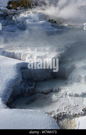 Terrasses en travertin inférieur, Mammoth Hot Springs dans le Parc National de Yellowstone, Wyoming, USA, janvier 2014. Banque D'Images