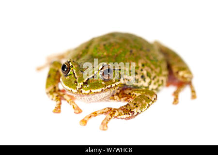 Les femelles de la grenouille (Gastrotheca marsupiata marsupial) prises à l'encontre de fond blanc, la Bolivie. Banque D'Images