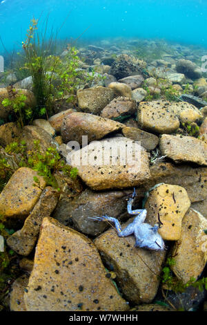 Titicaca morts / l'eau du lac Titicaca (grenouille Telmatobius culeus) en bas sur le lac, le Lac Titicaca, en Bolivie, en octobre, en voie de disparition. Banque D'Images