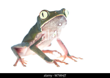 Bordée de blanc grenouille Phyllomedusa vaillantii leaf (assis), prises à l'encontre de fond blanc, la Bolivie. Banque D'Images