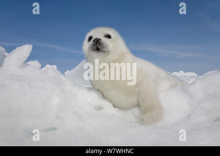 Phoque du Groenland (Phoca groenlandicus) pup sur la glace de mer, îles de la Madeleine, golfe du Saint-Laurent, Québec, Canada, mars. Banque D'Images