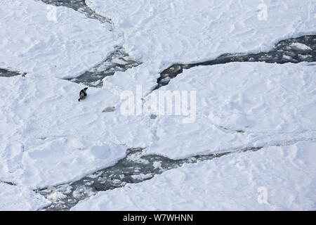 Vue aérienne de la femme Phoque du Groenland (Phoca groenlandicus) avec pup sur la glace de mer, îles de la Madeleine, golfe du Saint-Laurent, Québec, Canada, mars 2013. Banque D'Images