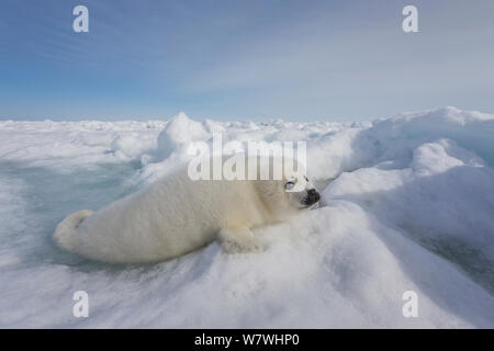 Phoque du Groenland (Phoca groenlandicus) pup sur la glace de mer, îles de la Madeleine, golfe du Saint-Laurent, Québec, Canada, mars. Banque D'Images