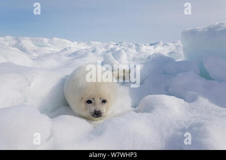 Phoque du Groenland (Phoca groenlandicus) pup sur la glace de mer, îles de la Madeleine, golfe du Saint-Laurent, Québec, Canada, mars. Banque D'Images