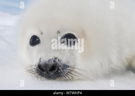 Phoque du Groenland (Phoca groenlandicus) pup sur la glace de mer, îles de la Madeleine, golfe du Saint-Laurent, Québec, Canada, mars. Banque D'Images