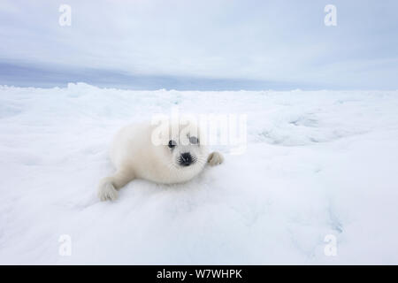 Phoque du Groenland (Phoca groenlandicus) pup sur la glace de mer, îles de la Madeleine, golfe du Saint-Laurent, Québec, Canada, mars. Banque D'Images