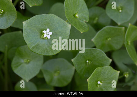 Beauté de printemps (le Montia perfoliata chez), la Réserve Naturelle d'Ainsdale, Merseyside, Angleterre, avril. Banque D'Images