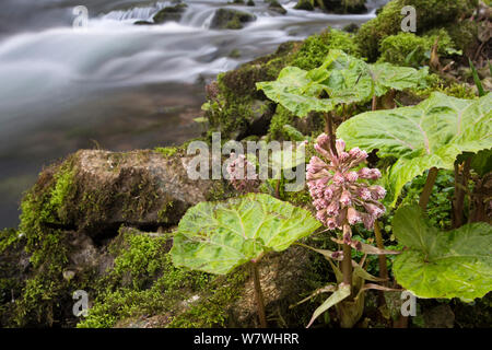 (Pétasite Petasites hybridus) sur la rivière Wye à Millers Dale, Derbyshire, Peak District, mars.