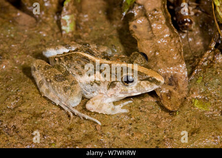 Fejervarya limnocharis herbe (grenouille) sur le sol, Danum Valley, Sabah, Bornéo. Banque D'Images