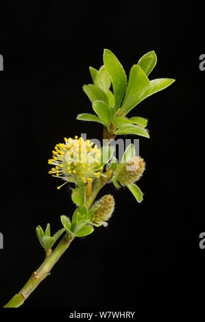 Saule nain (Salix herbacea) en culture, Yorkshire, avril. Banque D'Images