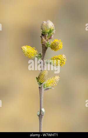 Saule rampant (Salix repens), la Réserve Naturelle d'Ainsdale, Merseyside, Angleterre, avril. Banque D'Images