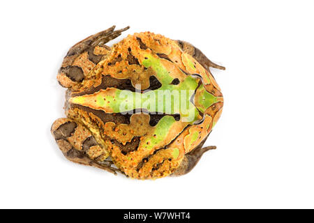 High angle view of South American Grenouille cornue Ceratophrys (sp) de l'Amérique du Sud. Banque D'Images