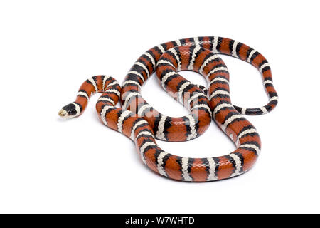 La montagne de Sonora Kingsnake (Lampropeltis pyromelana) sur fond blanc, originaire de montagnes de Sonora au Mexique. Banque D'Images