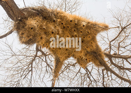 Sociable Weaver (Philetairus socius) colonie de nids d'oiseaux dans l'arbre d'Etosha, Namibie. Banque D'Images