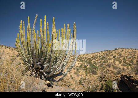 Gifboom / Poison tree (Euphorbia virosa) Centre de la Namibie Banque D'Images