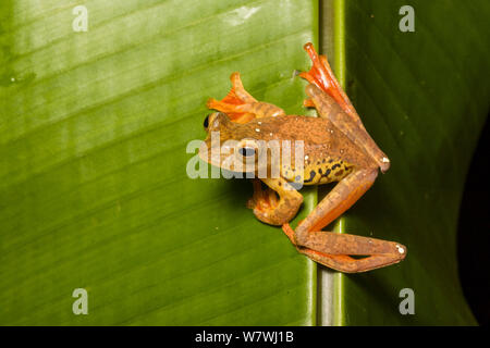 La grenouille arlequin (Rhacophorus pardalis) sur feuille, Danum Valley, Sabah, Bornéo, Banque D'Images