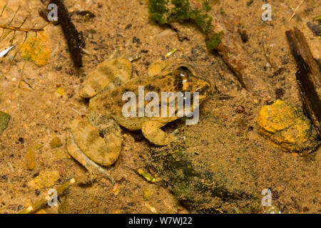 Occidozyga baluensis Seep (grenouille) Parc National du Mont Kinabalu, Sabah, Bornéo. Banque D'Images