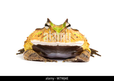 L'Amercian Horned Frog (Ceratophrys calcarata) contre l'arrière-plan blanc, captive. Banque D'Images