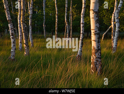 Bouleau blanc européen (Betula pubescens) dans une forêt de bouleaux, Oisterwijkse vennen, aux Pays-Bas. Juin 2009. Banque D'Images