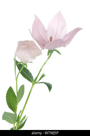 Fleurs Platycodon grandiflorus isolé sur fond blanc Banque D'Images