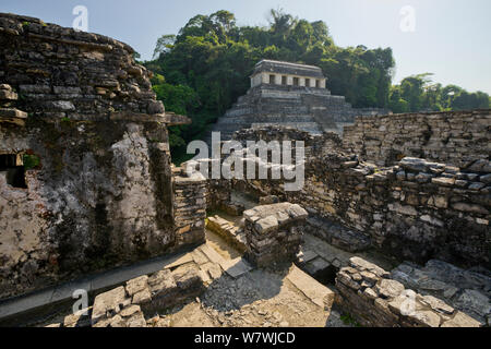 Les ruines mayas de Palenque - Temple des Inscriptions, vu depuis le palais, Chiapas, Mexique. Mars 2014. Banque D'Images