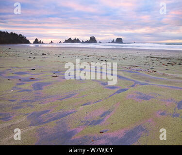 Pulvarized Garnett (rose/violet) et de l'olivine (vert) sur la côte de Shi Shi Beach, Olympic National Park, Washington. Février 2014. Banque D'Images