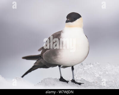 Labbe à longue queue (Stercorarius longicaudus)) portrait, sur la glace, Spitsbergen, Svalbard, Norvège, juin. Banque D'Images