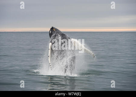 Wbhale à bosse (Megaptera novaeangliae) violation de la côte est du Svalbard, Norvège, juillet. Banque D'Images